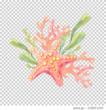 A pink starfish with green seaweed and coral branches painted in watercolor. Undersea life. This clipart is perfect for marine-themed invitations, kids apparel, scrapbook designs or summer merchandise 120851245