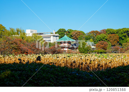 上野の不忍池の蓮池と辯天堂 120851388