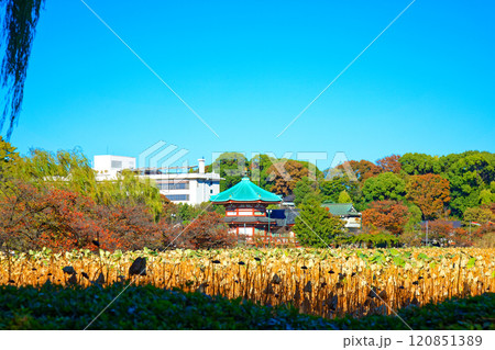 上野の不忍池の蓮池と辯天堂 120851389