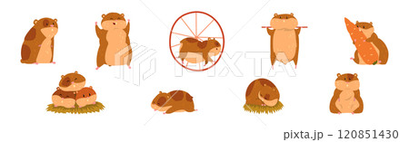 Cute Hamster Character with Pretty Snout Vector Set Cute Hamster Character with Pretty Snout Vector Set 120851430