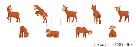 Little Brown Lamb Animal with Hoof Vector Set Little Brown Lamb Animal with Hoof Vector Set 120851462
