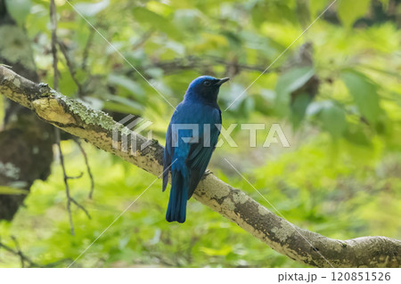 枝にとまるオオルリ 120851526