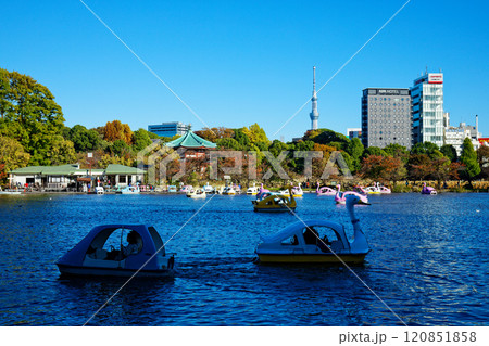上野の不忍池のレジャーボートと辯天堂、東京スカイツリー 120851858