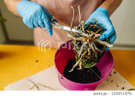 Portrait of happy female gardener working in home garden in blue gloves holds a trowel with fresh soil, preparing to care for her houseplant. Portrait of happy female gardener working in home garden in blue gloves holds a trowel with fresh soil, preparing to care for her houseplant. 120851976