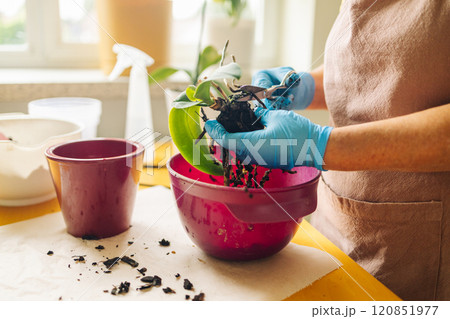 Gardening home. Woman farmer preparing to replant orchid plants by use a shovel to scoop the soil into the pot. Indoor gardening hobbies and jobs indoor plants at home. Gardening home. Woman farmer preparing to replant orchid plants by use a shovel to scoop the soil into the pot. Indoor gardening hobbies and jobs indoor plants at home. 120851977
