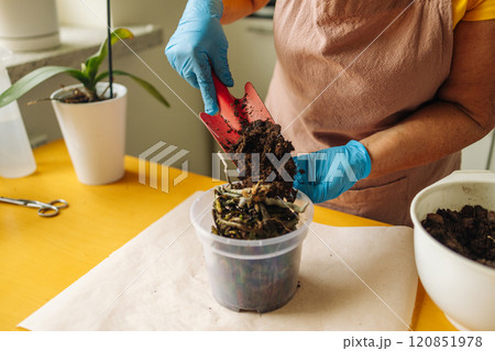 Portrait of happy female gardener working in home garden in blue gloves holds a trowel with fresh soil, preparing to care for her houseplant.  120851978