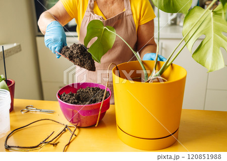 Person engaged in planting a houseplant monstera. Wearing protective gloves, he pours drainage, small stones into the pot. There are tools for working with plants on the table. 120851988