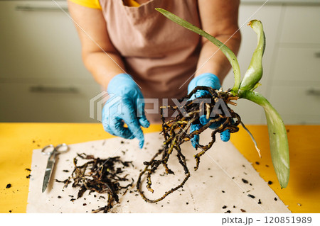 Gardening home. Woman farmer preparing to replant orchid plants by use a shovel to scoop the soil into the pot. Indoor gardening hobbies and jobs indoor plants at home. Gardening home. Woman farmer preparing to replant orchid plants by use a shovel to scoop the soil into the pot. Indoor gardening hobbies and jobs indoor plants at home. 120851989