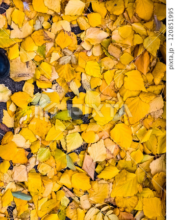 Colorful autumn leaves of birch, deciduous tree with white bark and with heart-shaped leaves 120851995
