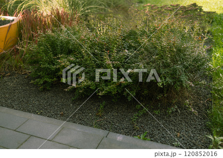 Paved front garden. Floor design with terrace tiles and ornamental gravel. Triangular flower bed with evergreen plant Prunus laurocerasus. Netherlands Paved front garden. Floor design with terrace tiles and ornamental gravel. Triangular flower bed with evergreen plant Prunus laurocerasus. Netherlands 120852016