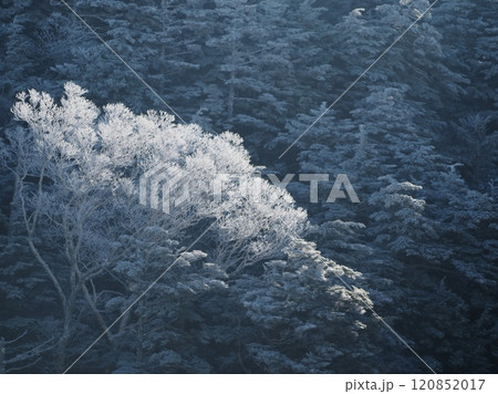 朝日に輝く霧氷1 朝日に輝く霧氷1 120852017