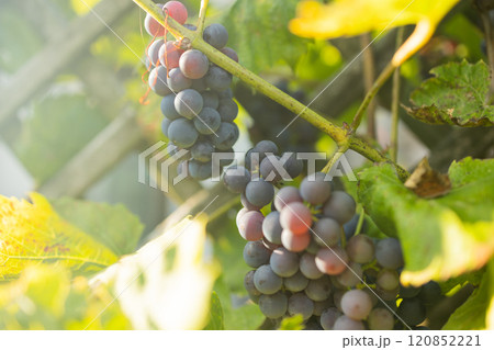 A close-up of ripe red and purple grapes hanging from a vine in the warm sunlight. 120852221