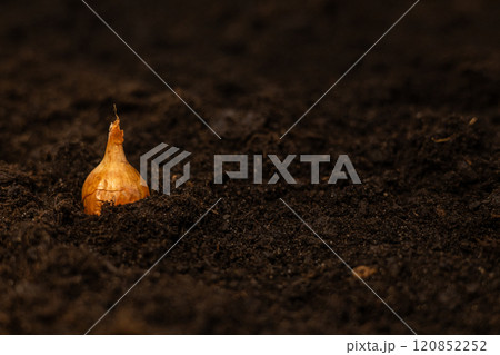 A small onion sticks out in the brown soil. Place for writing advertising text. Planting vegetables in spring. Copy space. Planting golden onions in the garden to get a rich harvest. 120852252