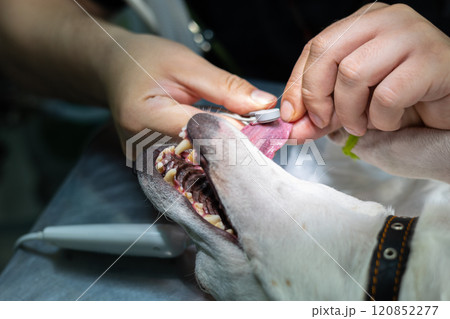 The anesthesiologist prepares the dog for surgery. The dog sleeps under anesthesia while the doctor connects the vital signs before starting the operation. Veterinary surgery concept. The anesthesiologist prepares the dog for surgery. The dog sleeps under anesthesia while the doctor connects the vital signs before starting the operation. Veterinary surgery concept. 120852277