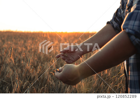 Against the backdrop of the setting sun, the farmer's hands sort out spikelets of wheat in the field. A farmer inspects the wheat harvest against the backdrop of sunset. Farming concept. Against the backdrop of the setting sun, the farmer's hands sort out spikelets of wheat in the field. A farmer inspects the wheat harvest against the backdrop of sunset. Farming concept. 120852289