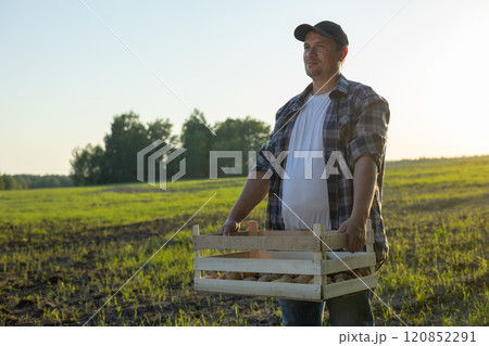 A farmer carries a box of potatoes at sunset along the field. A man harvests potatoes in his field. A male farmer carries a box of vegetables for his family. The concept of farming and harvesting. A farmer carries a box of potatoes at sunset along the field. A man harvests potatoes in his field. A male farmer carries a box of vegetables for his family. The concept of farming and harvesting. 120852291