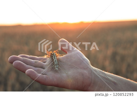 A man holds an ear of wheat in his hand at sunset. Close-up. Against the backdrop of a wheat field at sunset, a farmer holds an ear of ripe wheat. The concept of environmentally friendly grain. A man holds an ear of wheat in his hand at sunset. Close-up. Against the backdrop of a wheat field at sunset, a farmer holds an ear of ripe wheat. The concept of environmentally friendly grain. 120852293