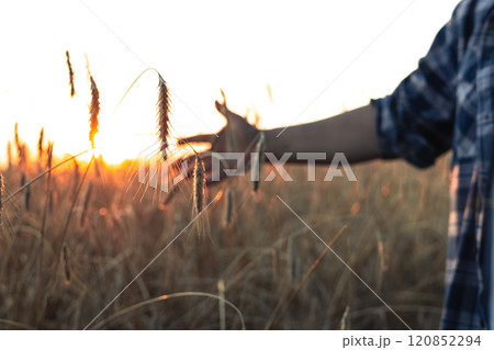 A man runs his hand over the spikelets of wheat at sunset. At the end of the working day, the farmer walks along the wheat field and runs his hand over the waves of golden spikelets. A man runs his hand over the spikelets of wheat at sunset. At the end of the working day, the farmer walks along the wheat field and runs his hand over the waves of golden spikelets. 120852294