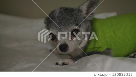 Adorable Chihuahua puppy resting on a soft white blanket, wearing a green medical suit for animals. Adorable animal dog enjoying a peaceful moment while recovering from surgery. Adorable Chihuahua puppy resting on a soft white blanket, wearing a green medical suit for animals. Adorable animal dog enjoying a peaceful moment while recovering from surgery. 120852315
