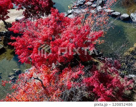 2024年の紅葉 京都府精華町けいはんな記念公園 水景園 真っ赤に色づいたもみじ 2024年の紅葉 京都府精華町けいはんな記念公園 水景園 真っ赤に色づいたもみじ 120852486