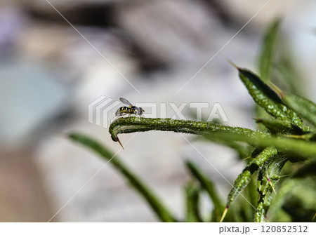 Ishiodon is a genus of Diptera from the complex hoverfly 120852512