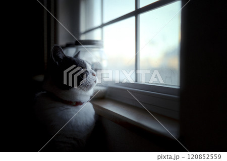 窓辺の猫 120852559