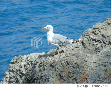 Seagull perched on rocky shore near ocean 120852658