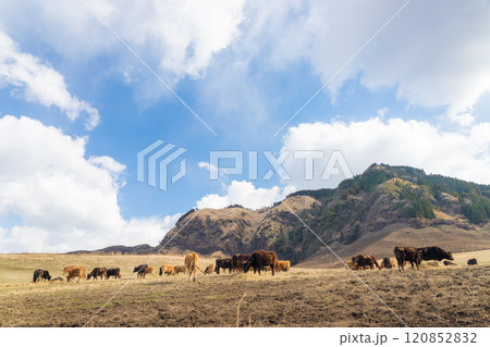 草原と牧場の牛（熊本県南阿蘇） 120852832