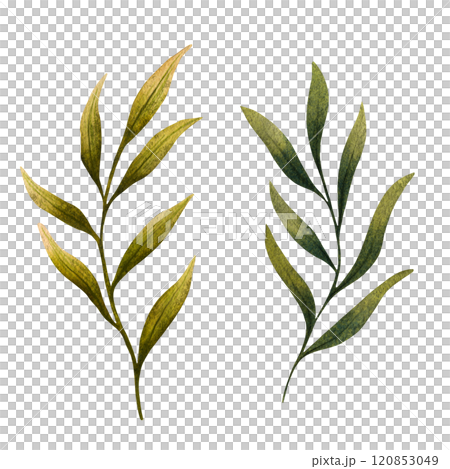 Watercolor illustration of green leafy branches with detailed, elegant leaves in shades of light and dark green. Perfect for nature themed designs, eco friendly projects, or decorative artwork Watercolor illustration of green leafy branches with detailed, elegant leaves in shades of light and dark green. Perfect for nature themed designs, eco friendly projects, or decorative artwork 120853049