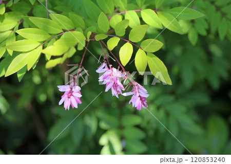 ニワフジの花 120853240