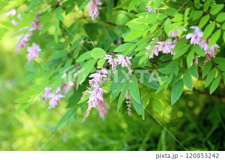 ニワフジの花 120853242