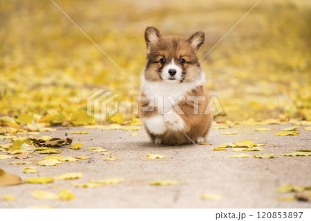 Red welsh corgi pembroke puppy runs in a golden autumn park with fallen leaves 120853897