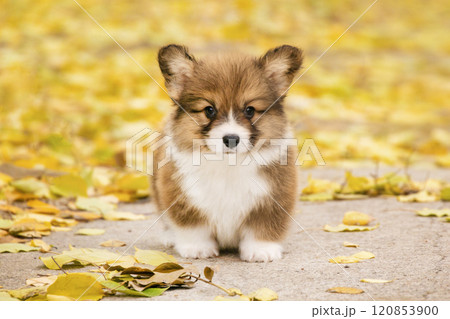 Red welsh corgi pembroke puppy in a golden autumn park with fallen leaves 120853900