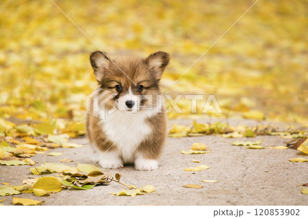 Red welsh corgi pembroke puppy in a golden autumn park with fallen leaves 120853902