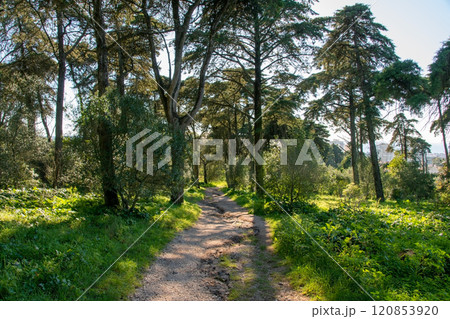 Walkway in the forest in the mountains of Catalonia, Spain. 120853920