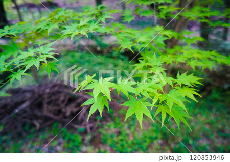 公園に咲いていた緑色が美しい紅葉の葉 120853946