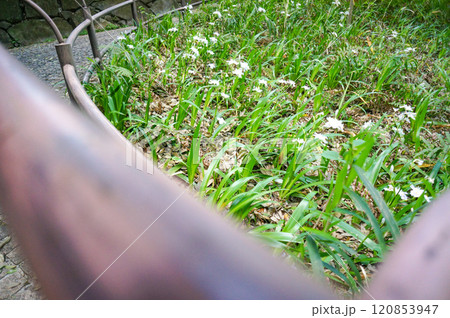 公園にある坂の手すりとそばで咲いている白い花 120853947