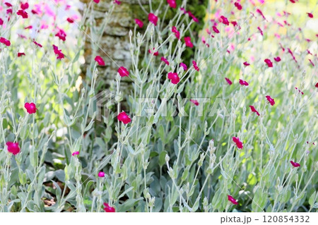 可愛い リクニス コロナリアの花 可愛い リクニス コロナリアの花 120854332