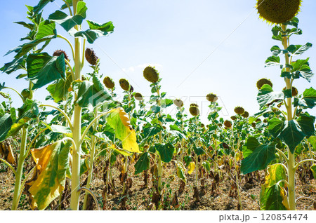 うなだれているひまわり畑のひまわり 120854474