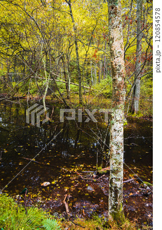 【晩秋】神秘的な沼【長野県】 【晩秋】神秘的な沼【長野県】 120854578