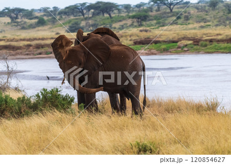 African elephant in Samburu National Reserve 120854627