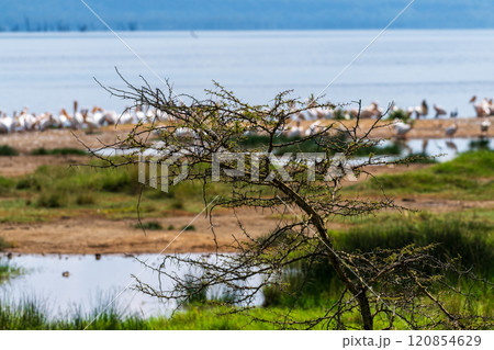 Pelicans near Lake Nakuru Pelicans near Lake Nakuru 120854629