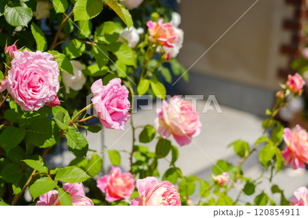 玄関先のピンクのバラ 120854911