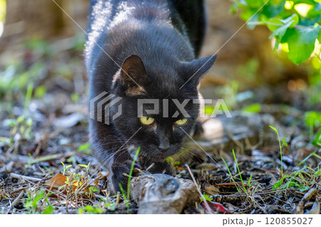 木の根で爪研ぎする野良猫 120855027