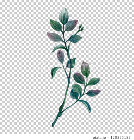 Pistachio sprig with branches and leaves watercolor illustration isolated on white background. Curved twig with pink inclusions for spring compositions and bouquets for March 8. Rustic style wedding. 120855182