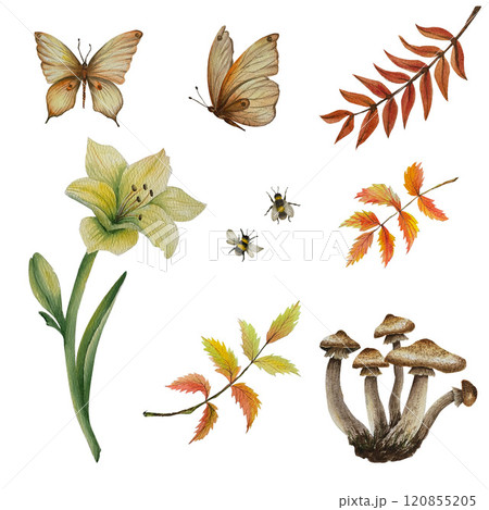 Set of honey mushrooms, butterfly, autumn leaves, flower, rowan and bee on white background. Watercolor illustration. Can use in postcards, textile, tablecloth, towels, baskets, books, booklets Set of honey mushrooms, butterfly, autumn leaves, flower, rowan and bee on white background. Watercolor illustration. Can use in postcards, textile, tablecloth, towels, baskets, books, booklets 120855205