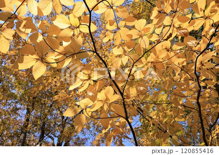 自然　植物　ミズキ、美しい黄葉。十二月初めの雑木林で 120855416