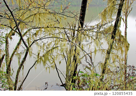 中国 雲南省 シャングリラ高原 属都湖 湖畔の木に垂れ下がる地衣類 サルオガセ 中国 雲南省 シャングリラ高原 属都湖 湖畔の木に垂れ下がる地衣類 サルオガセ 120855435