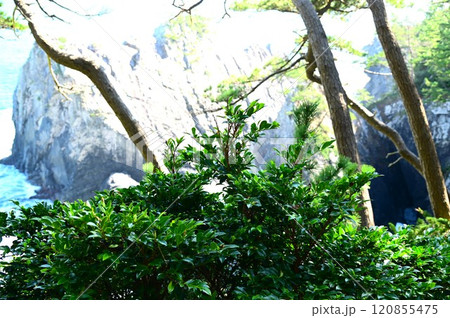三陸復興国立公園 碁石海岸のサカキ 120855475