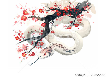 梅と白蛇 120855586